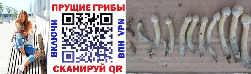 Галлюциногенные грибы прущие грибы кракен ССЫЛКА Армянск где купить наркотик